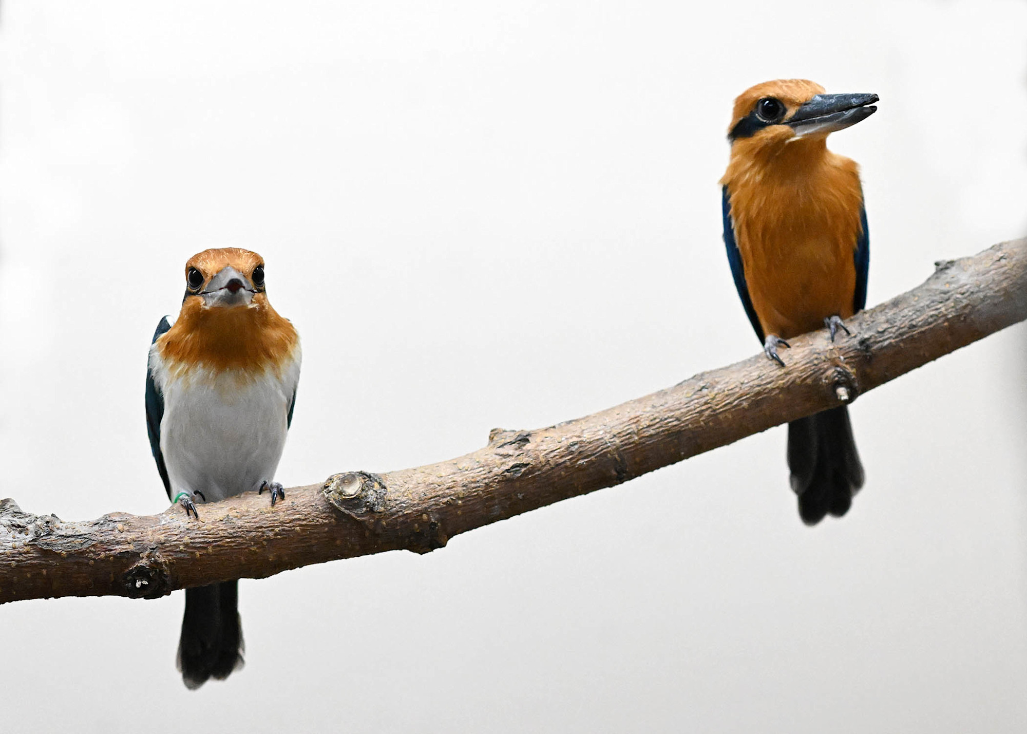 Two Guam kingfishers perch on a branch, one with a white chest and one with an orange chest.