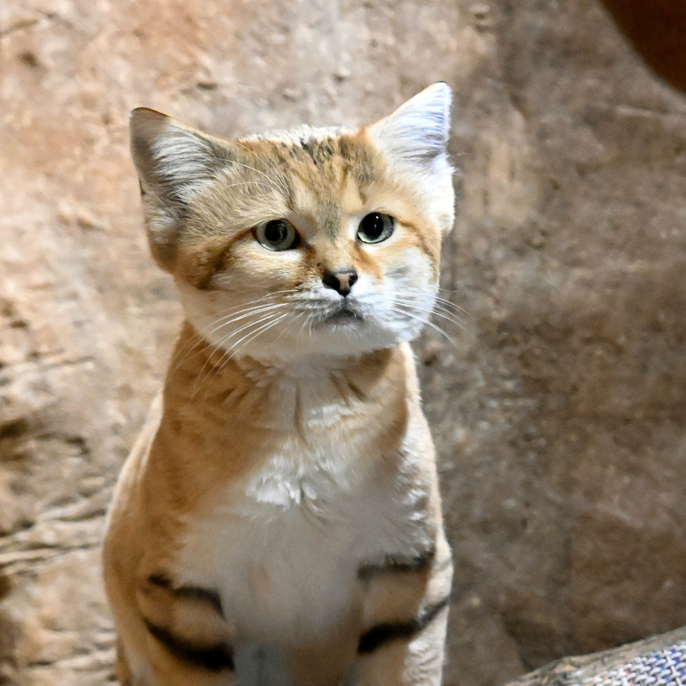 A sand cat sits in front of a rocky wall.