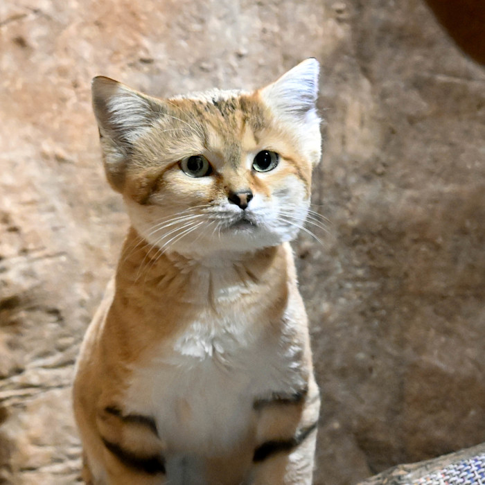 A sand cat sits in front of a rocky wall.