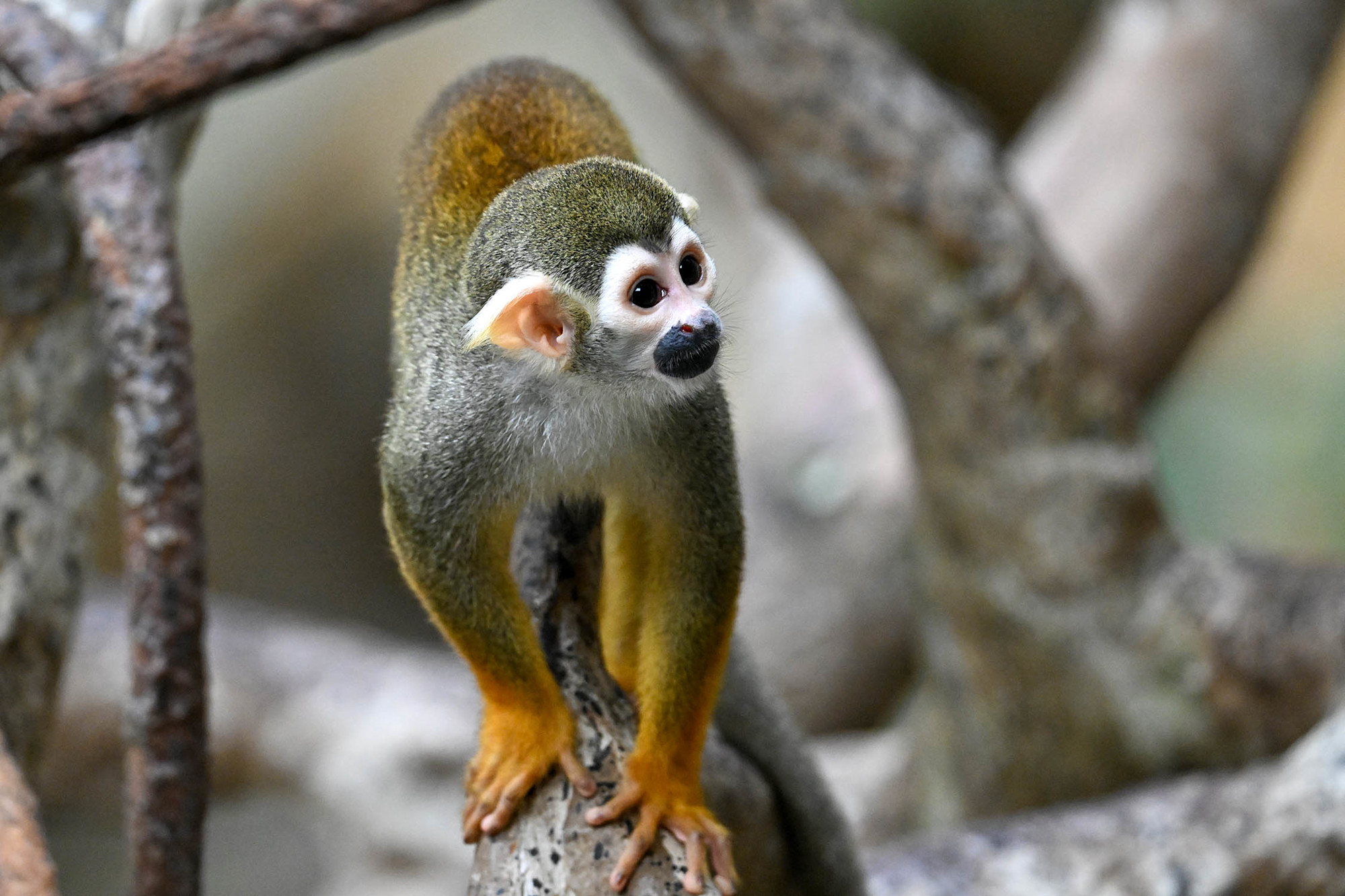 A squirrel monkey perched on a branch, displaying its small body and golden-yellow limbs.