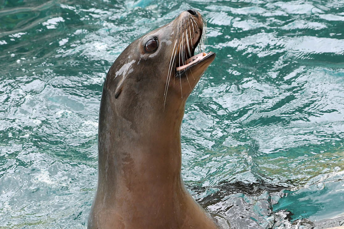 A California sea lion pops its head out of the water, showing off its long whiskers and small ears. 
