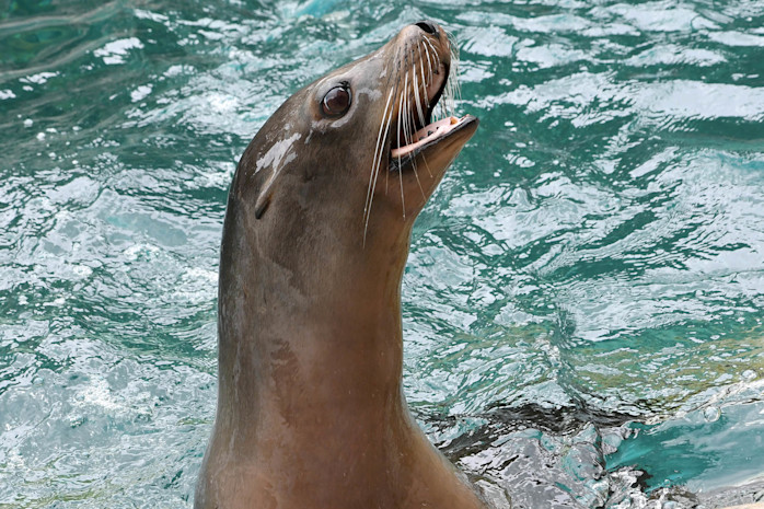 A California sea lion pops its head out of the water, showing off its long whiskers and small ears. 
