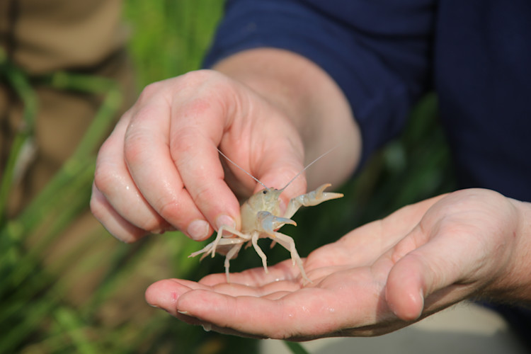 An animal care specialist holds a Great Plains mudbug