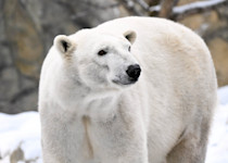 A polar bear's stands in snowy ground, its white fur blending in.

