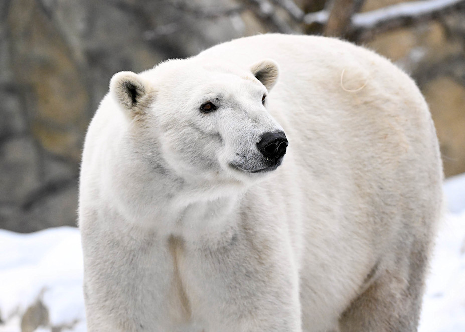 A polar bear's stands in snowy ground, its white fur blending in.
