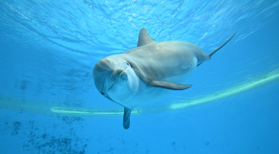 A female dolphin swims through the water and faces the viewer