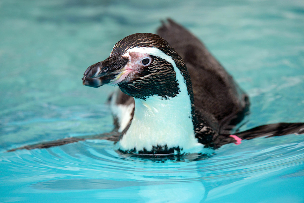 A humboldt penguin swims at Brookfield Zoo Chicago