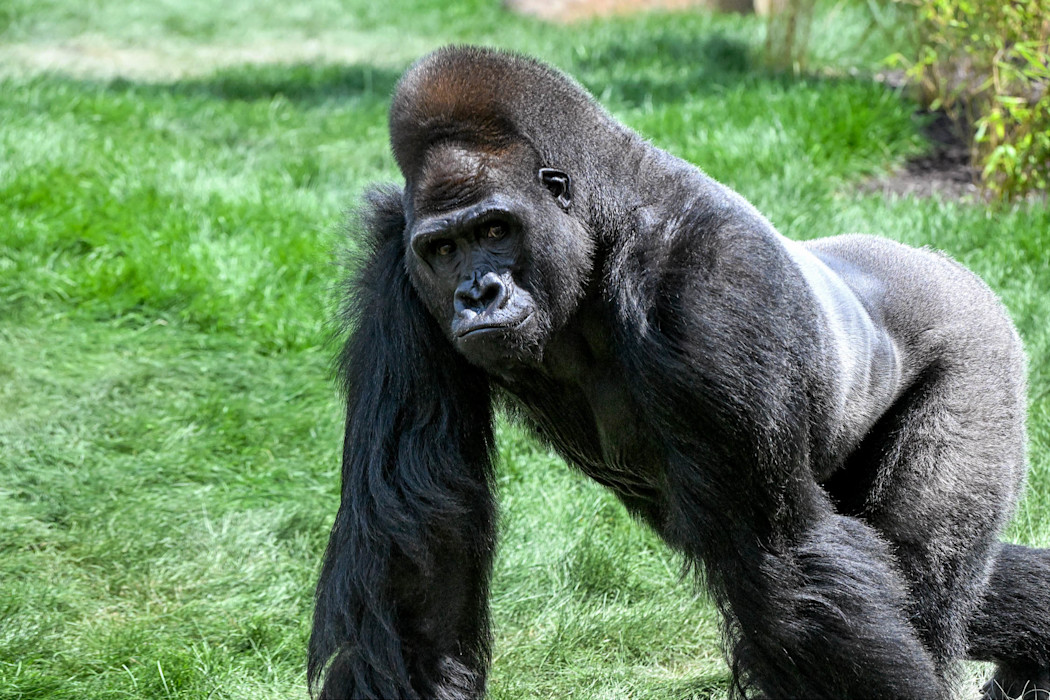 Gorilla Barney at Brookfield Zoo Chicago