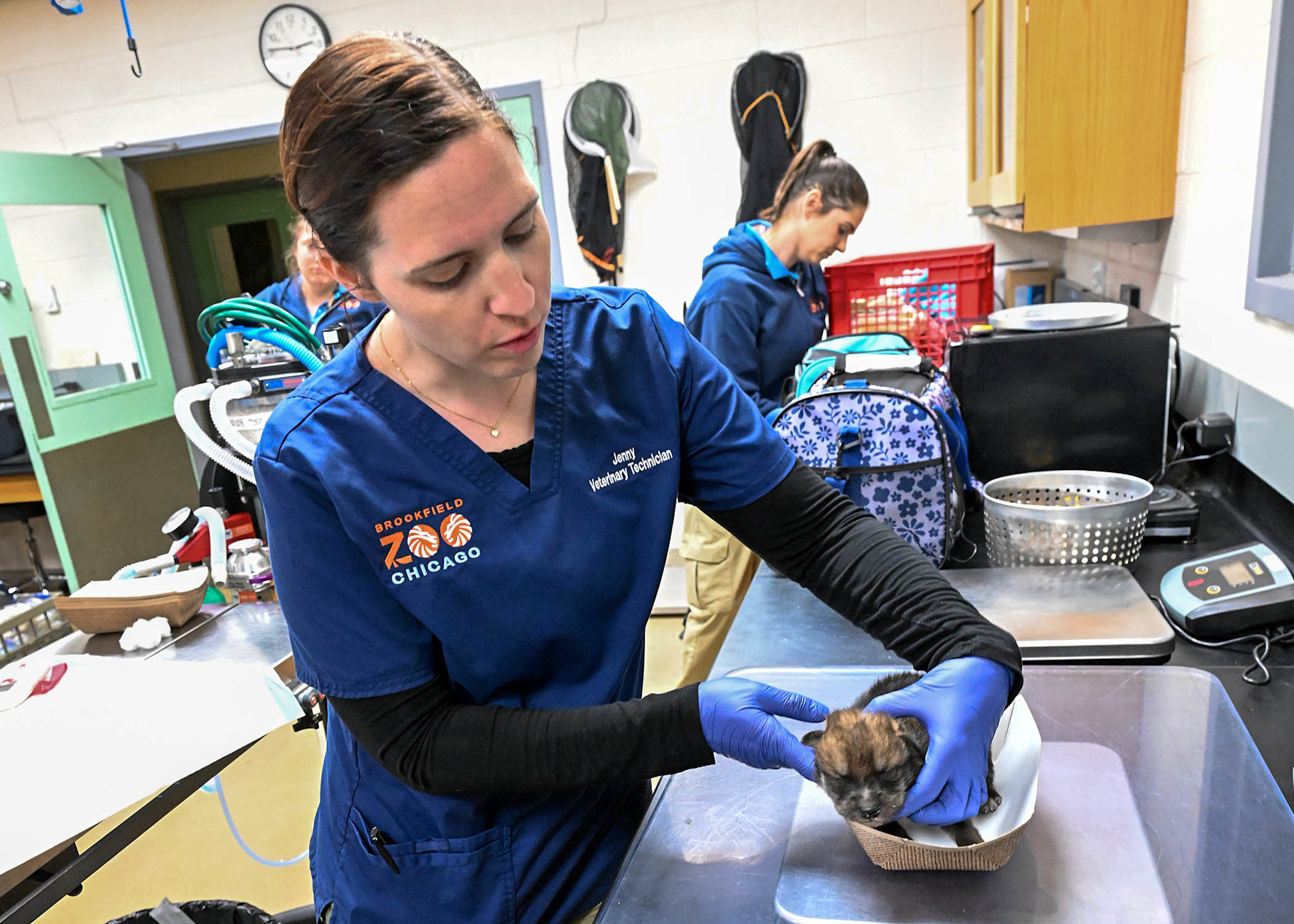 A veterinary technician weighs a Mexican wolf pup on a scale. 