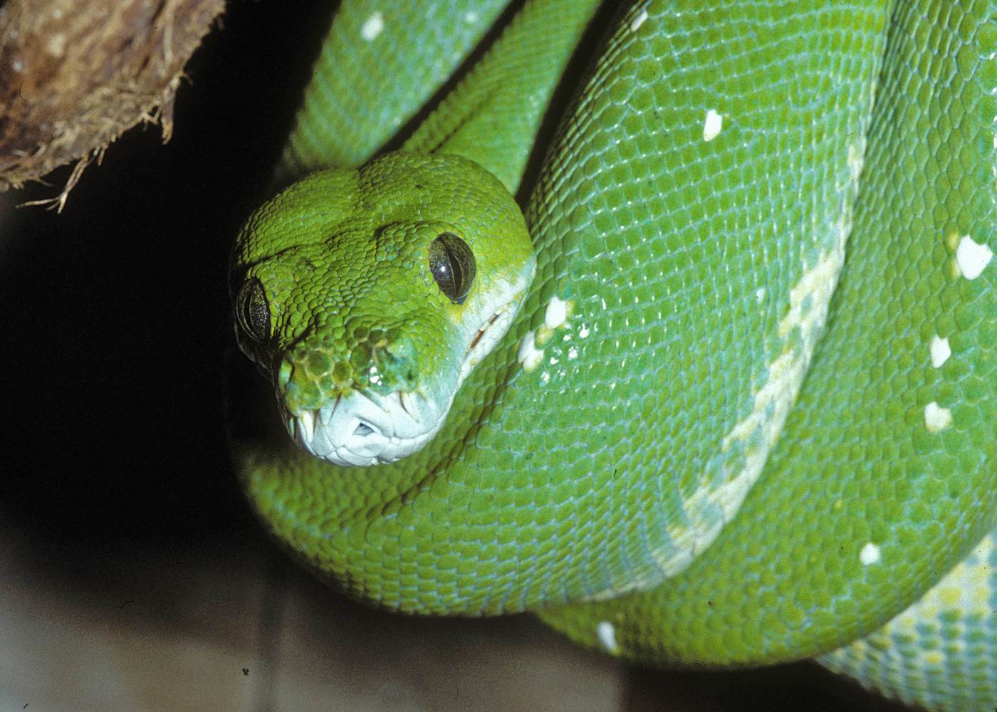 A bright green tree python coiled around a branch, its slender body looped neatly as it rests, with its head slightly raised and eyes alert.