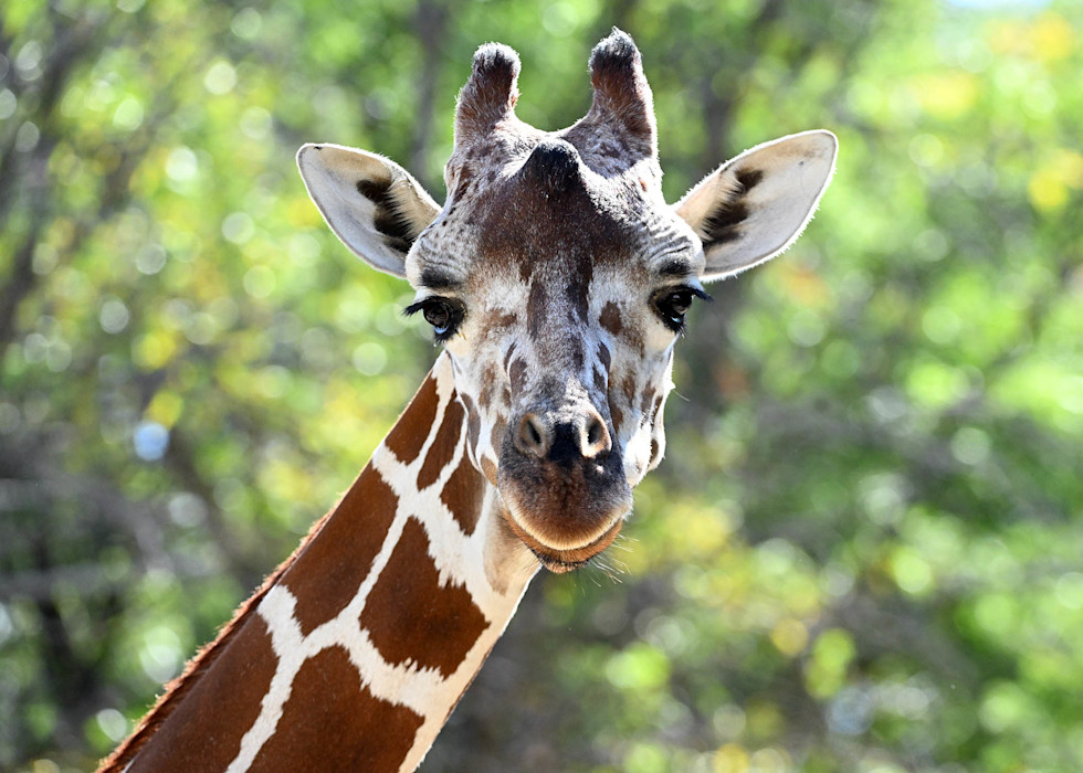 An up-close look at a reticulated giraffe's face, with its patterned fur and upright ears. 