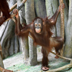 An orange Bornean orangutan stands on the ground with its arms holding branches above it. 
