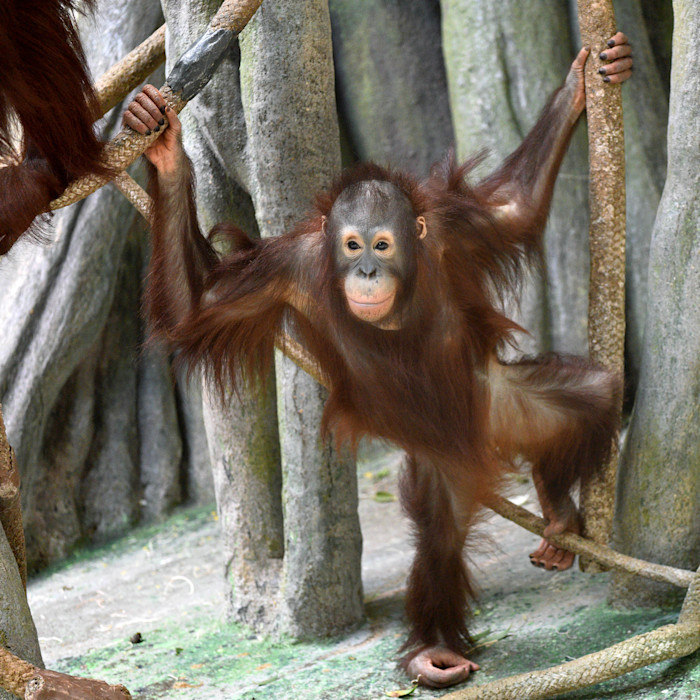 An orange Bornean orangutan stands on the ground with its arms holding branches above it. 
