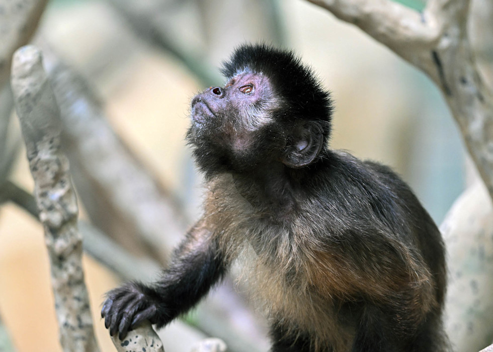 A tufted capucian looks up towards the sunlight. 