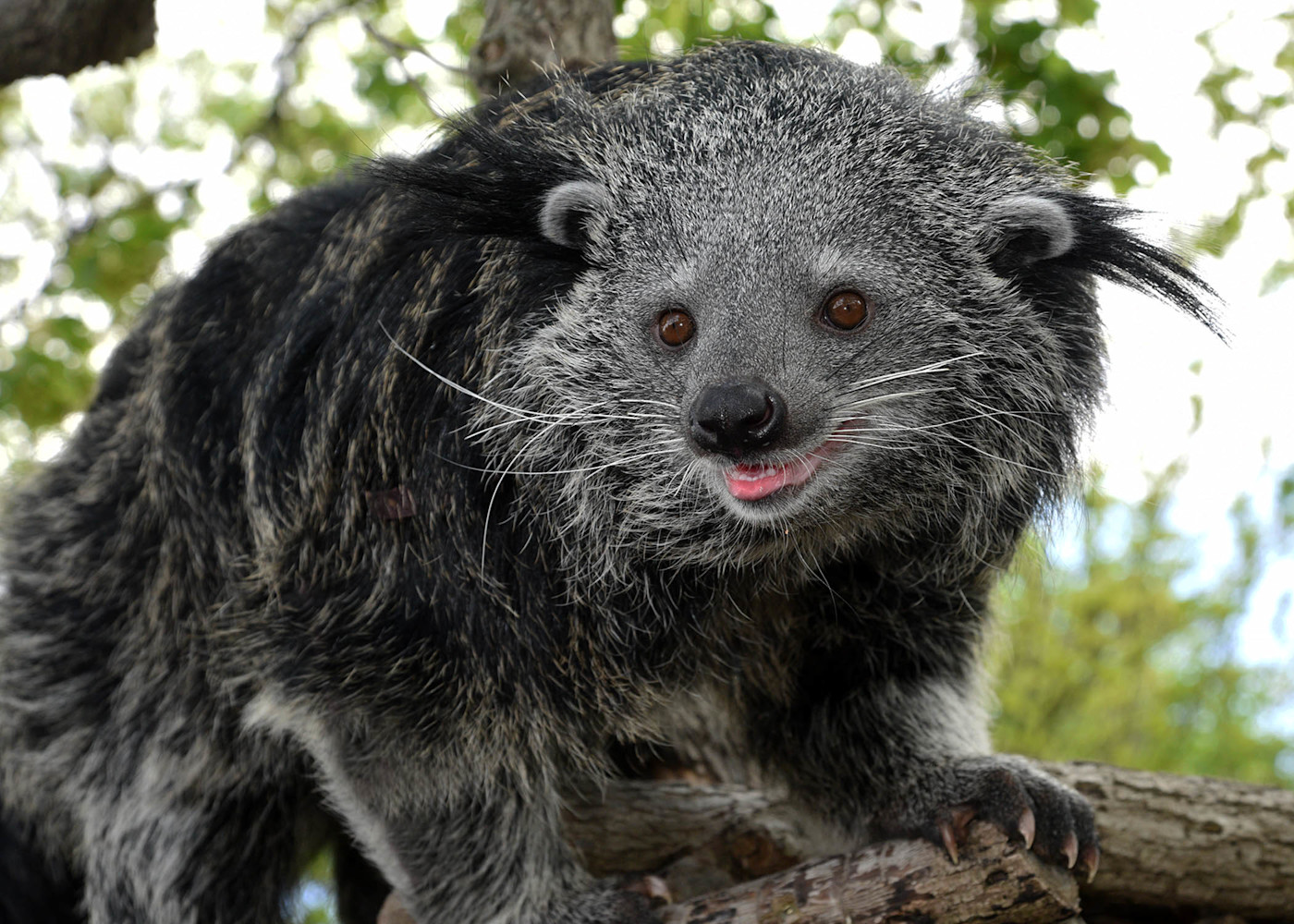 A binturong resting on a tree branch, showing its shaggy black fur and rounded face with long white whiskers.