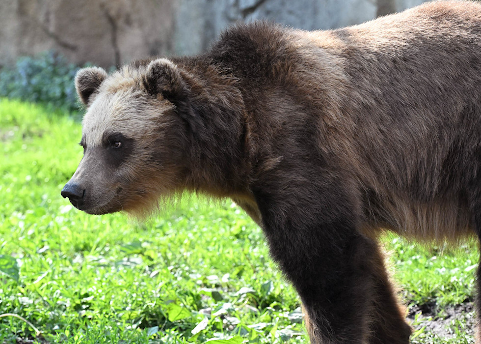 A male brown bear stares walks along a grassy habitat. 