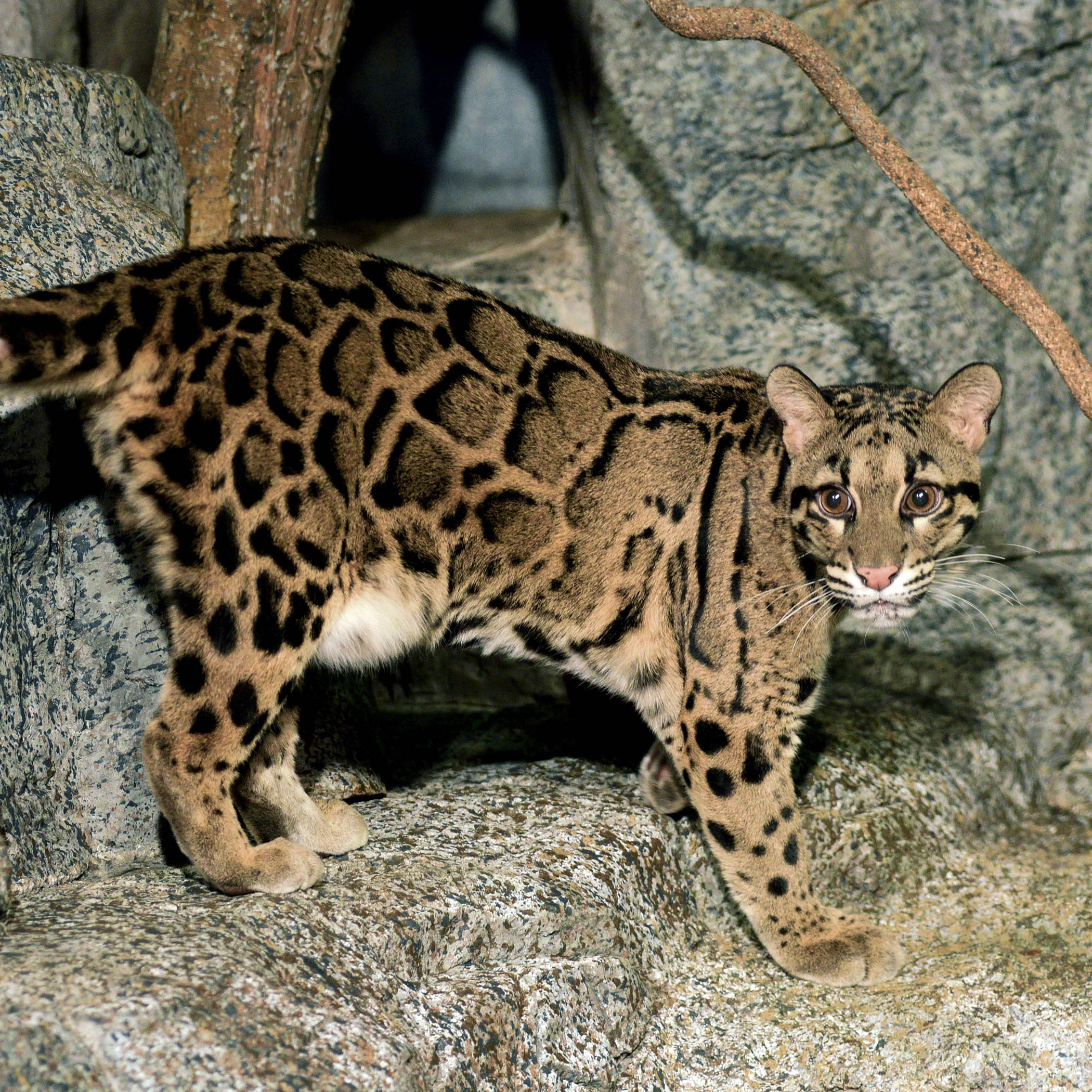 A clouded leopard walks along a rocky wall, displaying its distinctive cloud-shaped spots, long tail, and piercing amber eyes.

