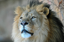 An African lion's face featuring its blonde mane and white mouth. 