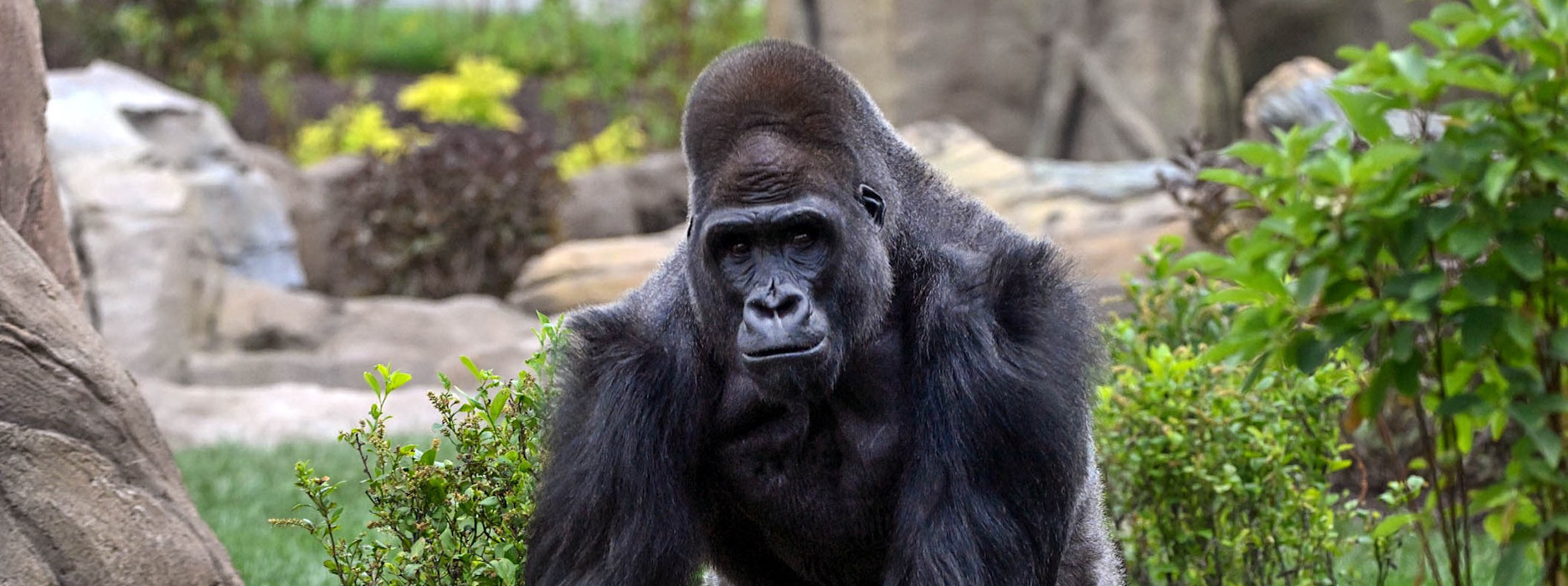 A gorilla at Brookfield Zoo Chicago