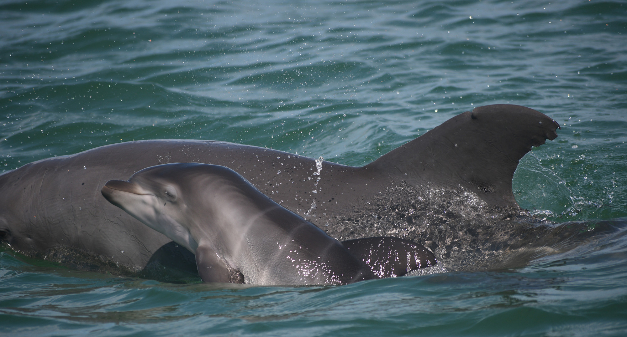 Research-Sarasota Dolphin Research Program-Calf-2021