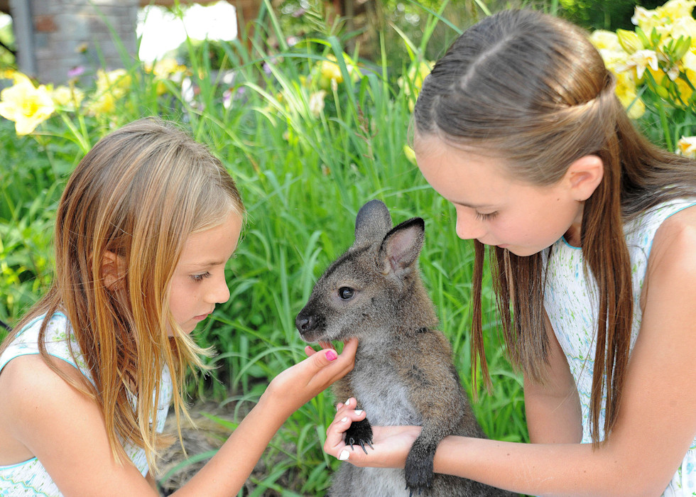 A photograph of two young girls meeting a baby kangaroo, called a joey, at Brookfield Zoo Chicago.