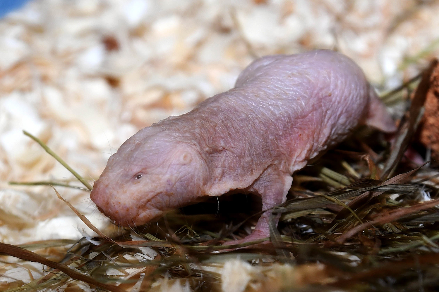 A naked mole-rat on mulch, showing its nearly hairless pink skin and wrinkled body.