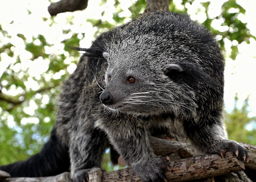 Binturong Sheba at Brookfield Zoo Chicago