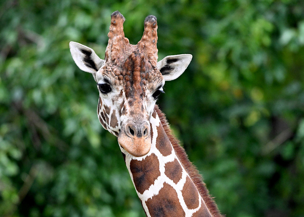 A reticulated giraffe stands in front of trees, showing the distinctive bumps on its head. 