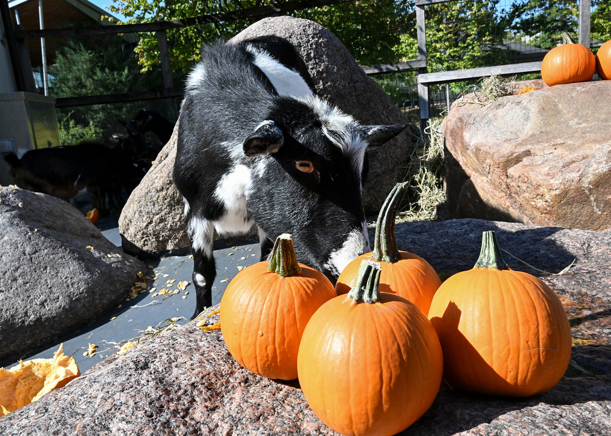 A goat looks at a pile of pumpkins.