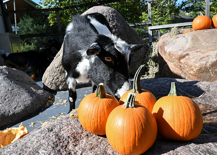 A goat looks at a pile of pumpkins.