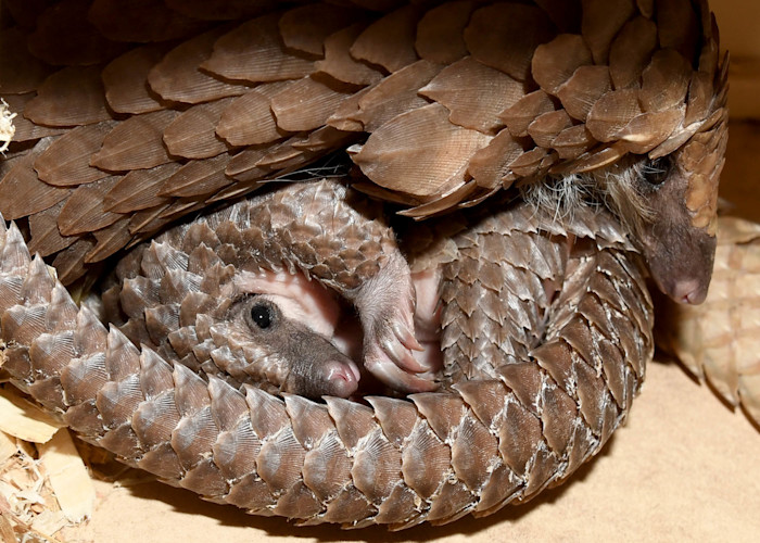 A young pangolin is wrapped up in its mother's tail. 