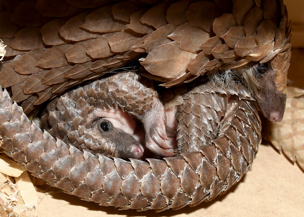 A young pangolin is wrapped up in its mother's tail.