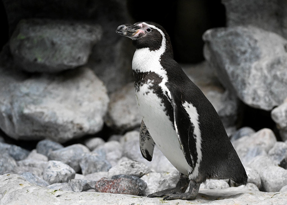 A Humboldt penguin stands in its rocky habitat. 