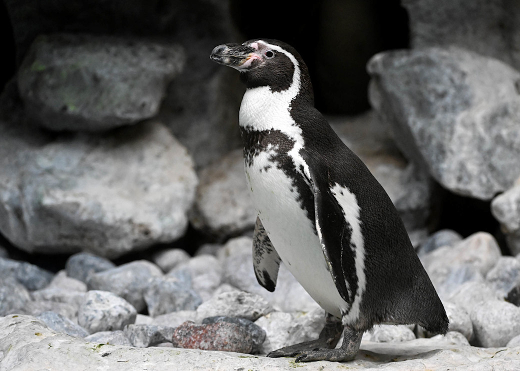 A Humboldt penguin stands in its rocky habitat. 