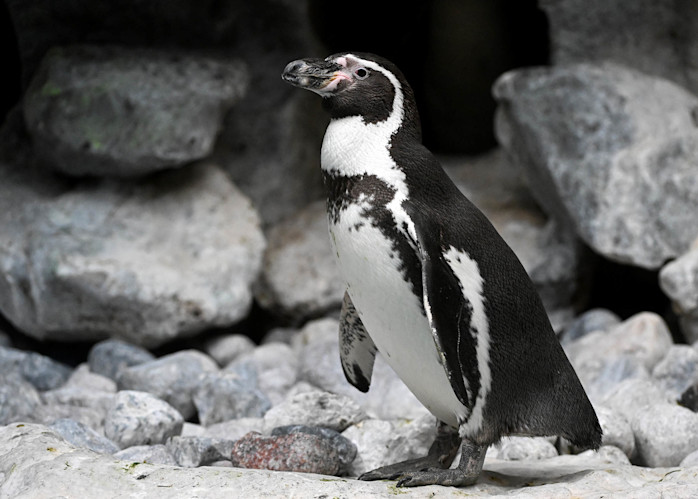 A Humboldt penguin stands in its rocky habitat. 