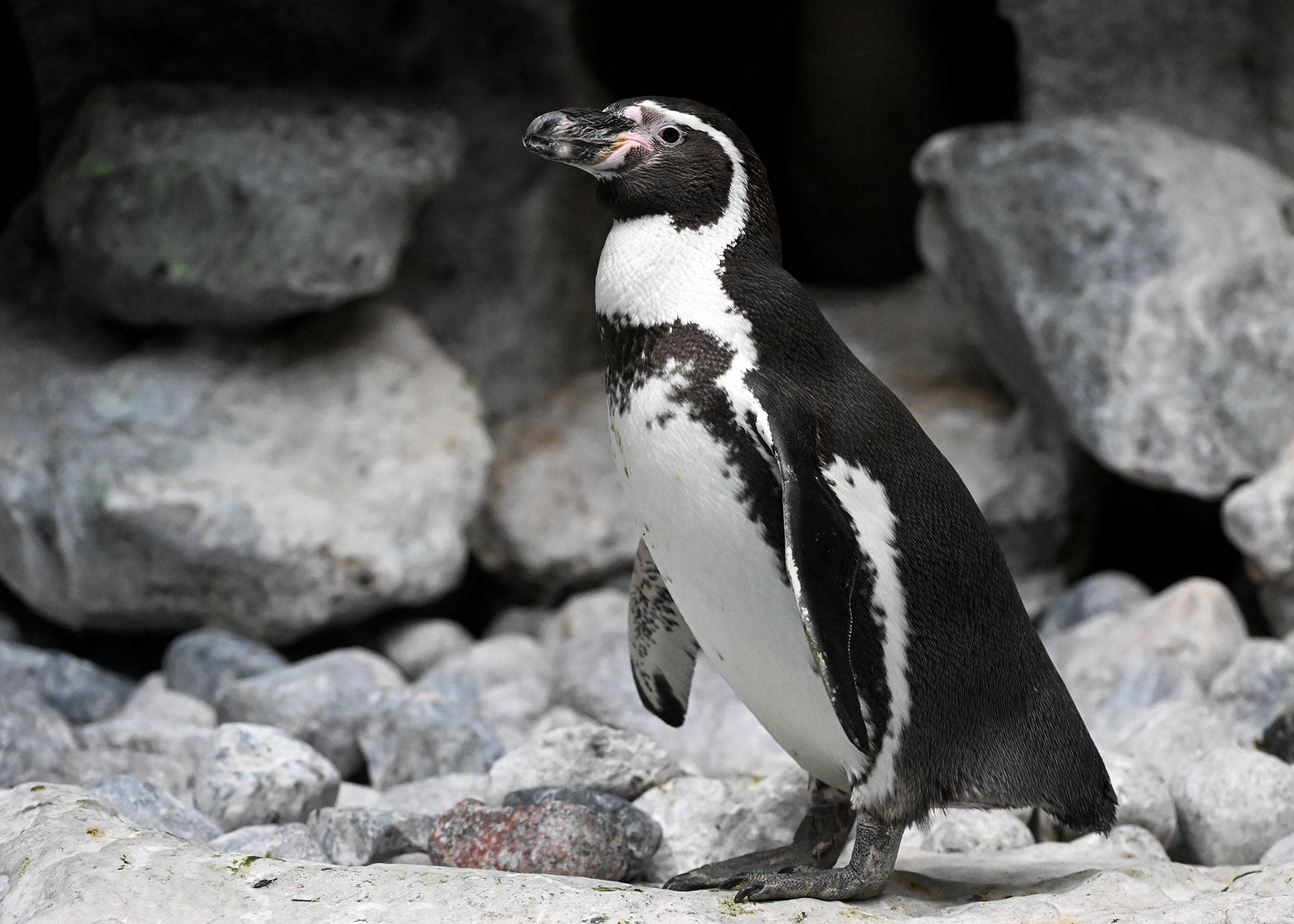 A Humboldt penguin stands in its rocky habitat.