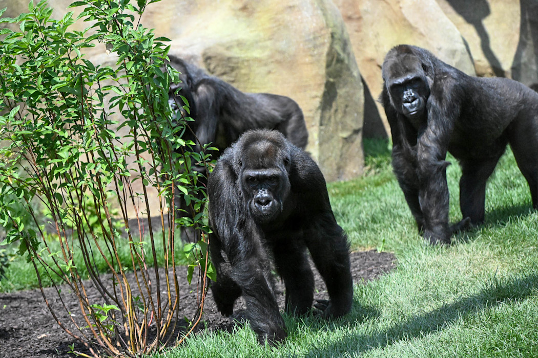 Gorillas at Brookfield Zoo Chicago