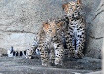 Two Amur leopard cubs run on the rocky ground, next to each other. 