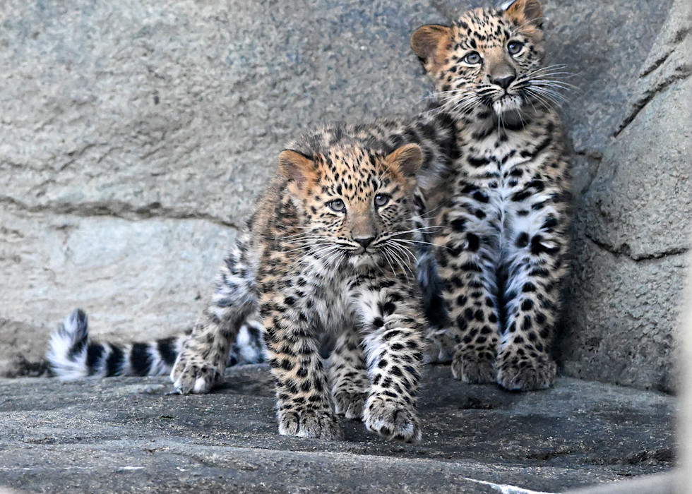 Two Amur leopard cubs run on the rocky ground, next to each other.