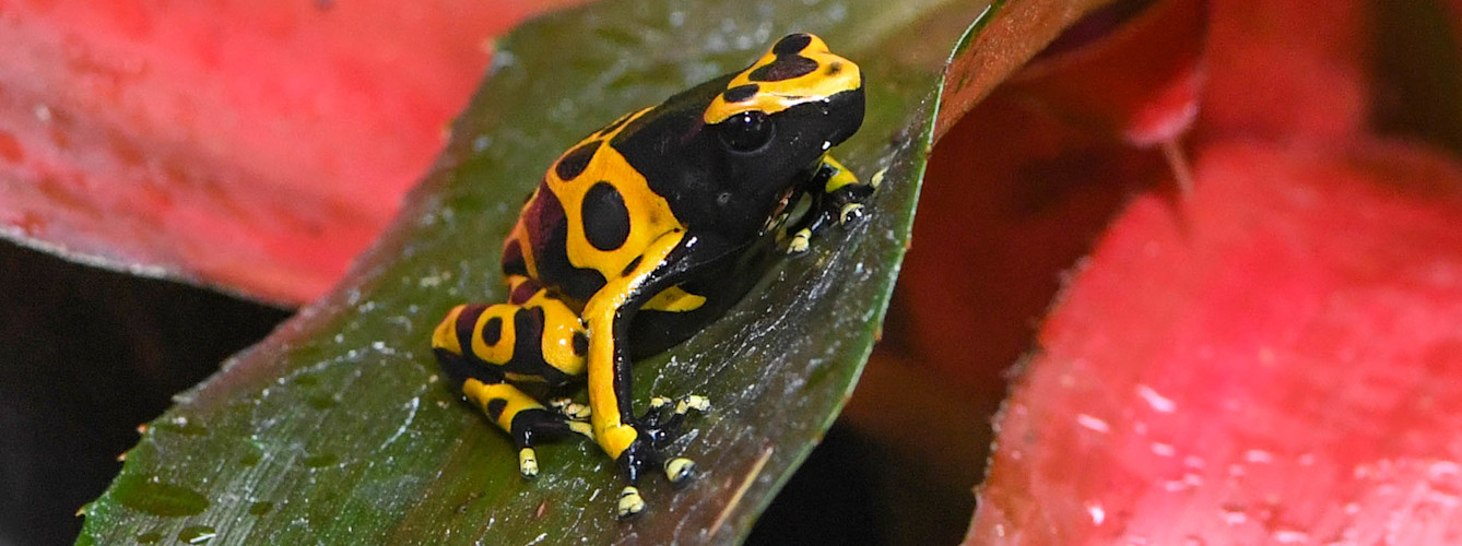 Yellow Headed Dart Poison Frog at Brookfield Zoo Chicago