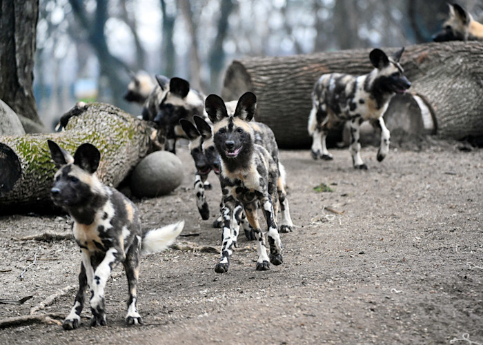 Several African painted dog pups run outside.