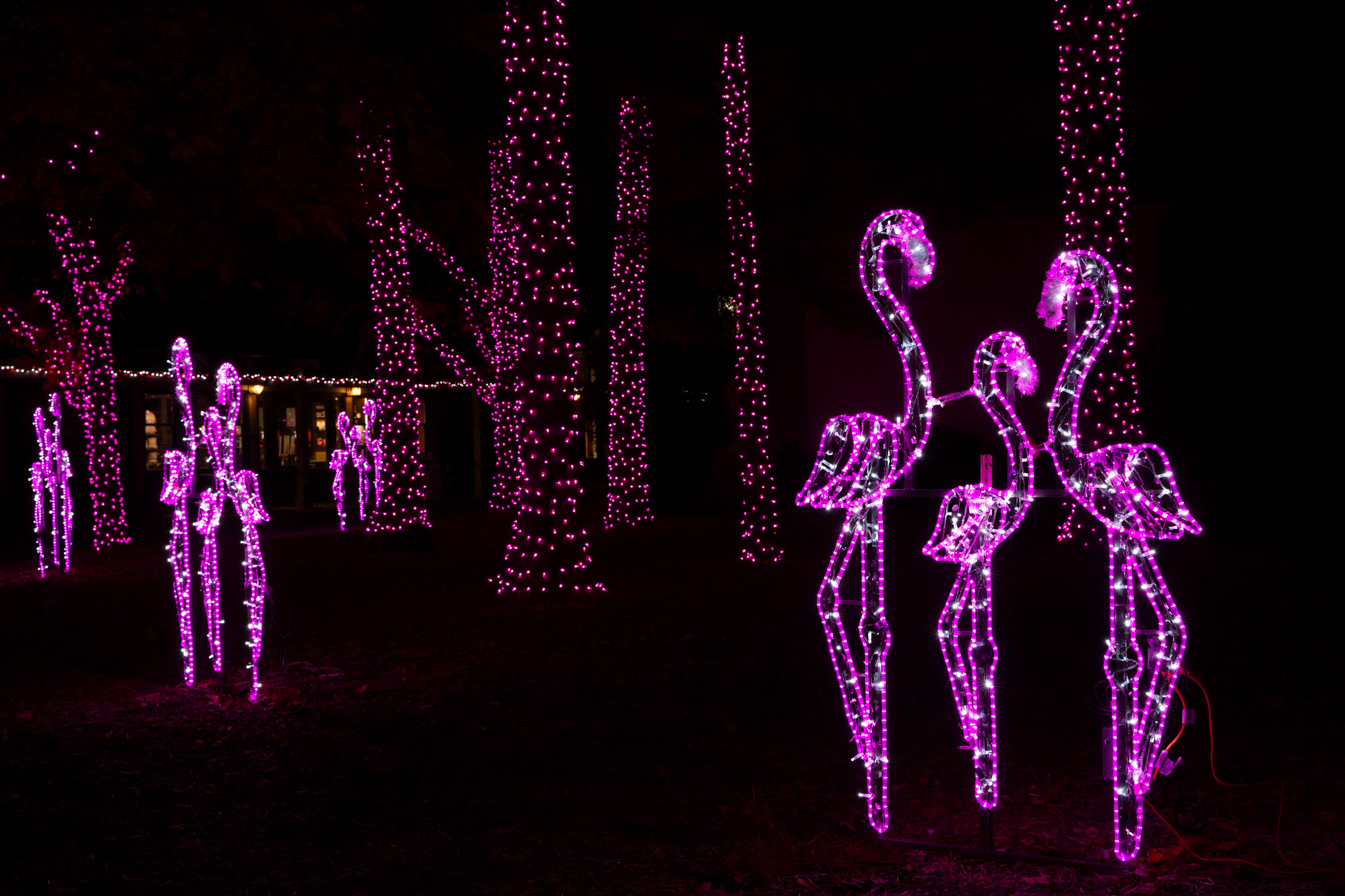 Hot pink flamingo lights stand among pink trees. 