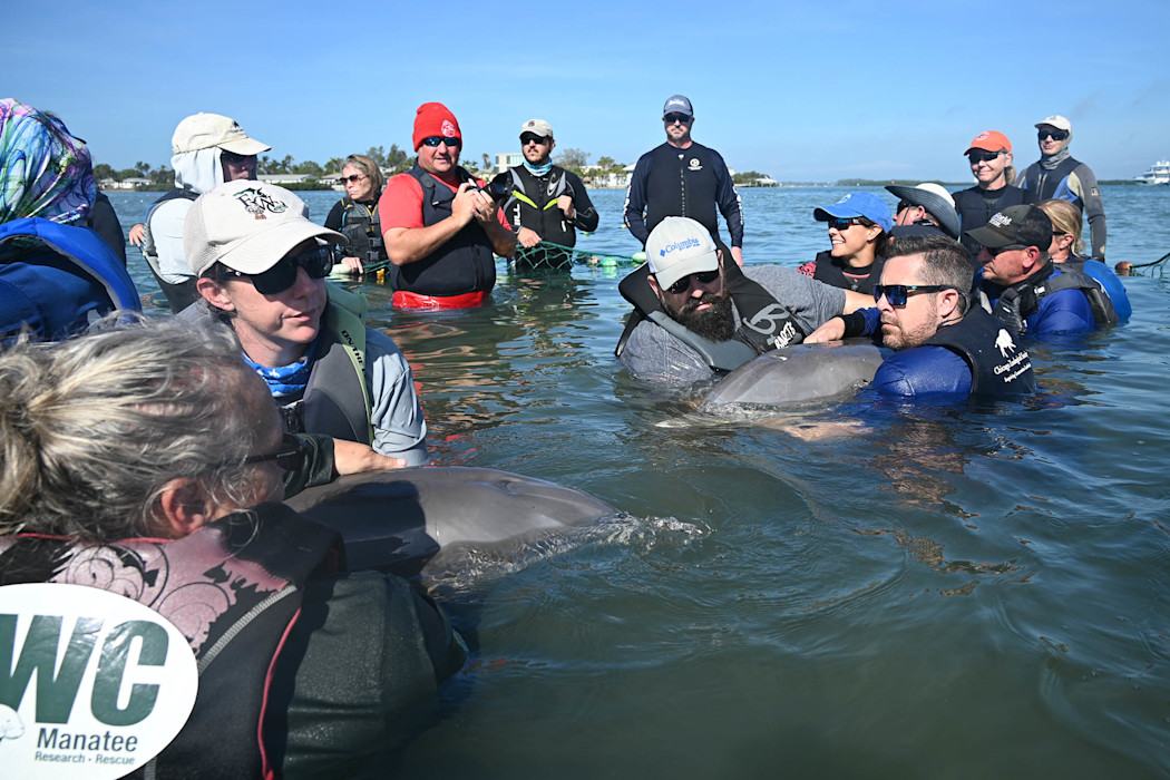 A group of researchers hold onto bottlenose dolphins in the water, rescuing them. 