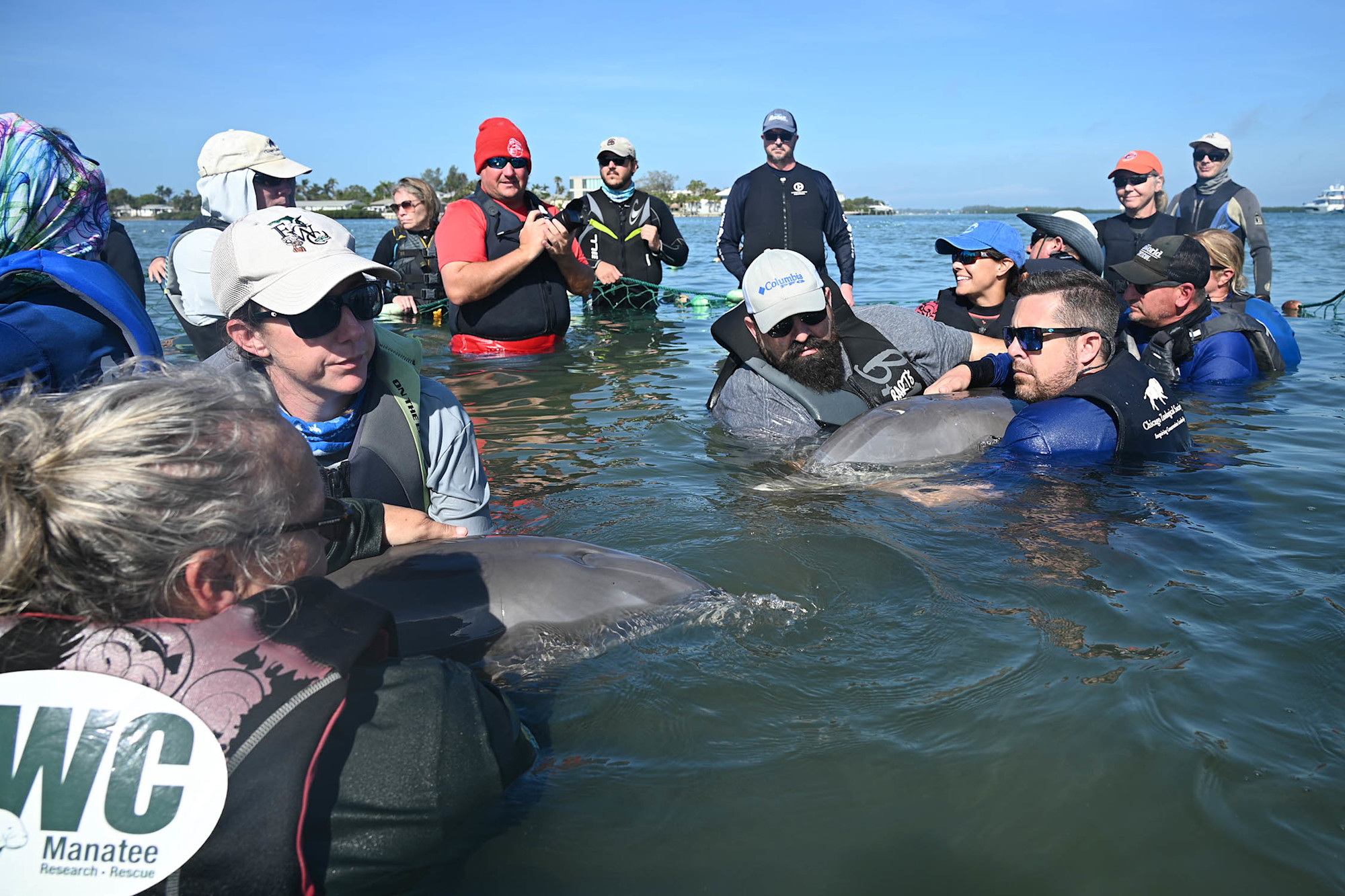 A group of researchers hold onto bottlenose dolphins in the water, rescuing them.