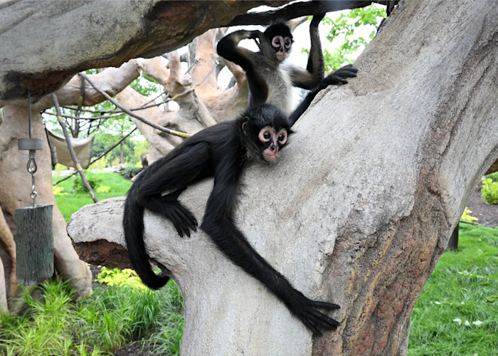 A black-handed spider monkey hugs a tree branch, its long arm stretched out. 