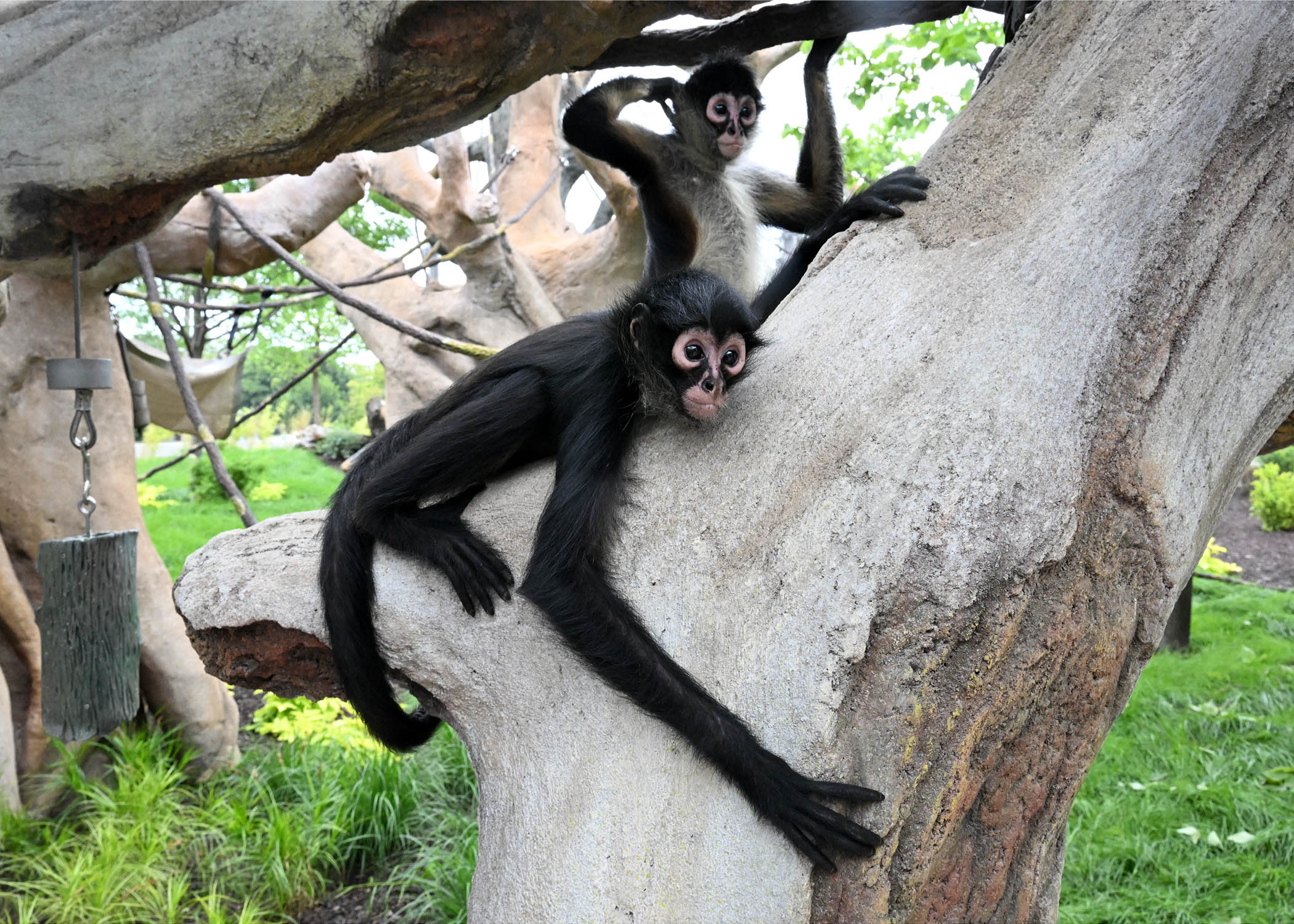 A black-handed spider monkey hugs a tree branch, its long arm stretched out.