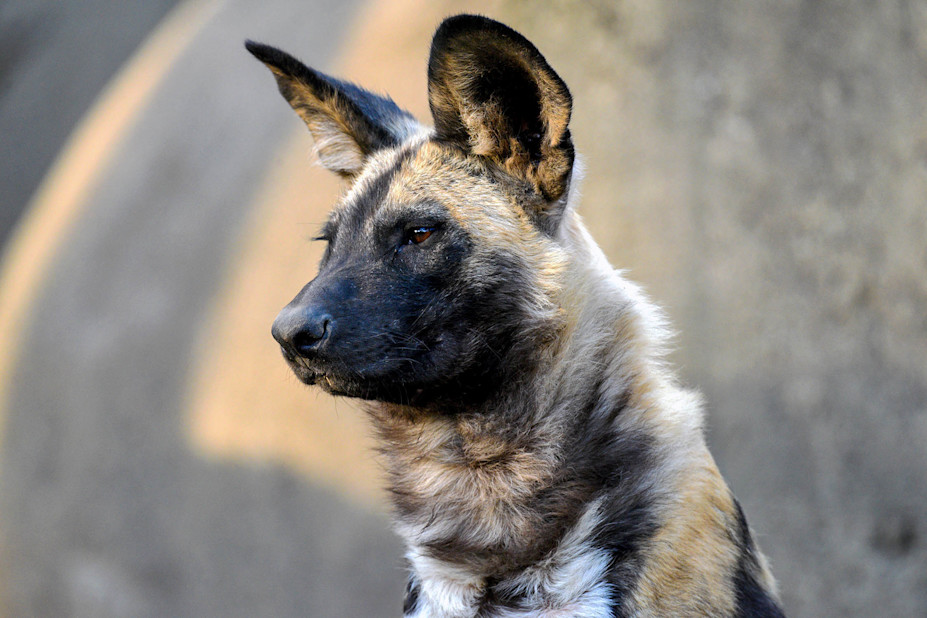 An African painted dog showing its mottled coat of black, brown, white, and tan. Its large ears pointed up.