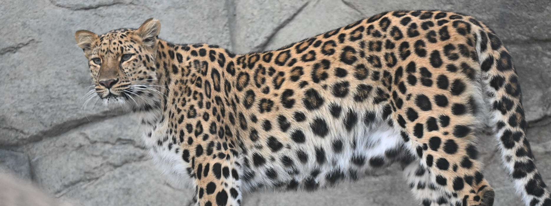 Amur Leopard Mina at Brookfield Zoo Chicago