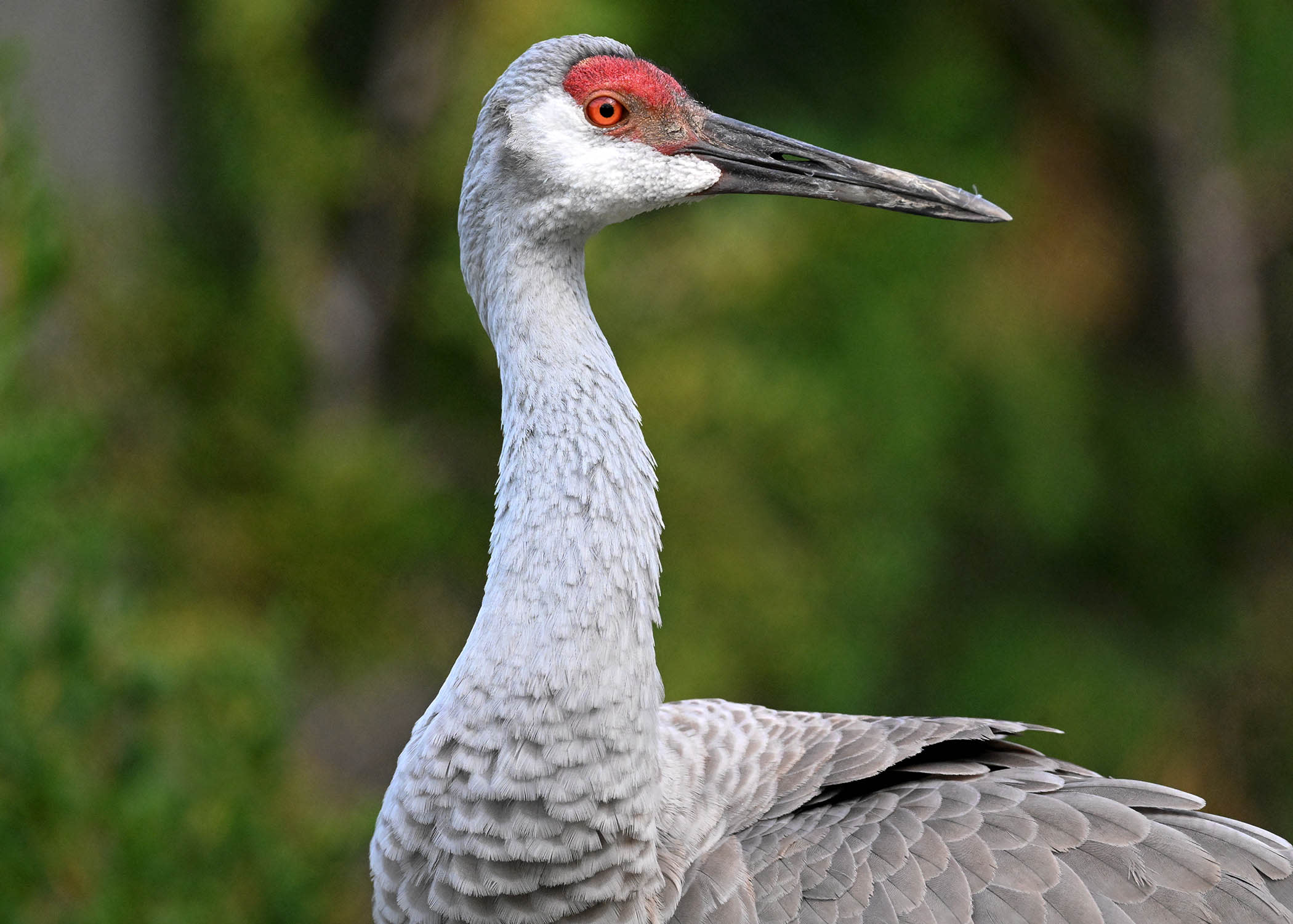 A sandhill crane extends its long neck, its red and white head in contrast to its grey feathers.