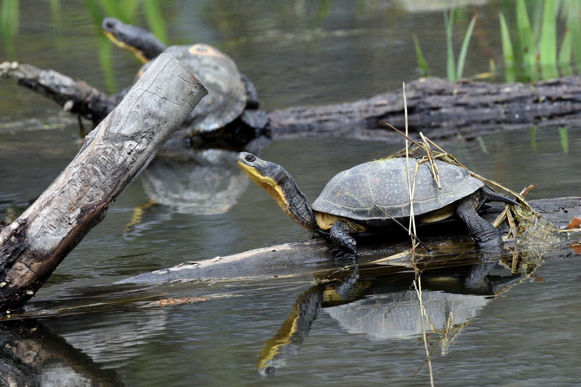 Two Blandings turtles sitting on logs in a pond. 